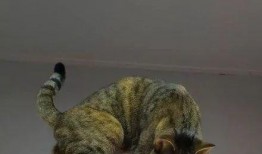 娱乐圈爆料老虎是谁,揭秘“老虎”真实身份之谜