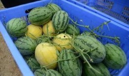 吃瓜免费最新群,吃瓜免费最新群，带你领略社交新潮流