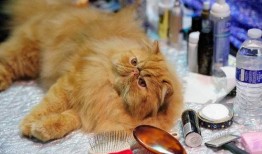 猫九爆料一万八视频,万元八视频背后的惊人真相