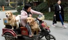 三人一狗最新爆料,揭秘娱乐圈背后的真实故事