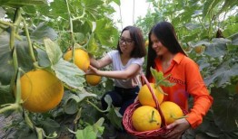 甜瓜游乐爆料视频下载,揭秘幕后精彩瞬间