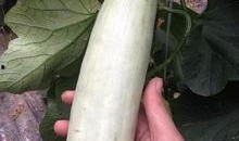 网红瓜都是谁吃的图片,揭秘网红瓜背后的神秘食客群