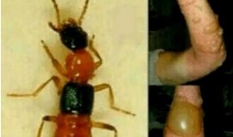 昆虫皮肤爆料怎么做视频,视频制作攻略与创意灵感