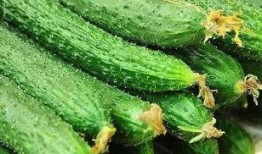 黄瓜最新事件爆料,真相与争议再掀波澜