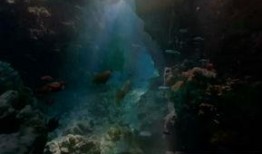 海洋生物爆料视频大全集,视频大全集深度解析