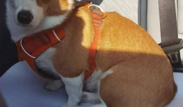 三人一狗最新爆料,揭秘娱乐圈背后的真实故事