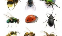 昆虫皮肤爆料怎么做视频,视频制作攻略与创意灵感