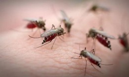 昆虫皮肤爆料怎么做视频,视频制作攻略与创意灵感