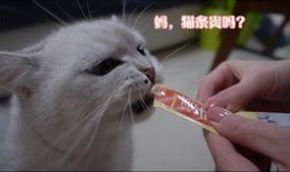猫九爆料一万八视频,万元八视频背后的惊人真相
