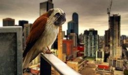 八哥最新爆料新闻,揭秘娱乐圈最新劲爆新闻