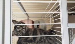 猫九爆料一万八视频,万元八视频背后的惊人真相