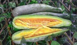 文安网红吃瓜,揭秘娱乐圈背后的秘密