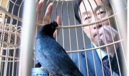 八哥最新爆料新闻,揭秘娱乐圈最新劲爆新闻